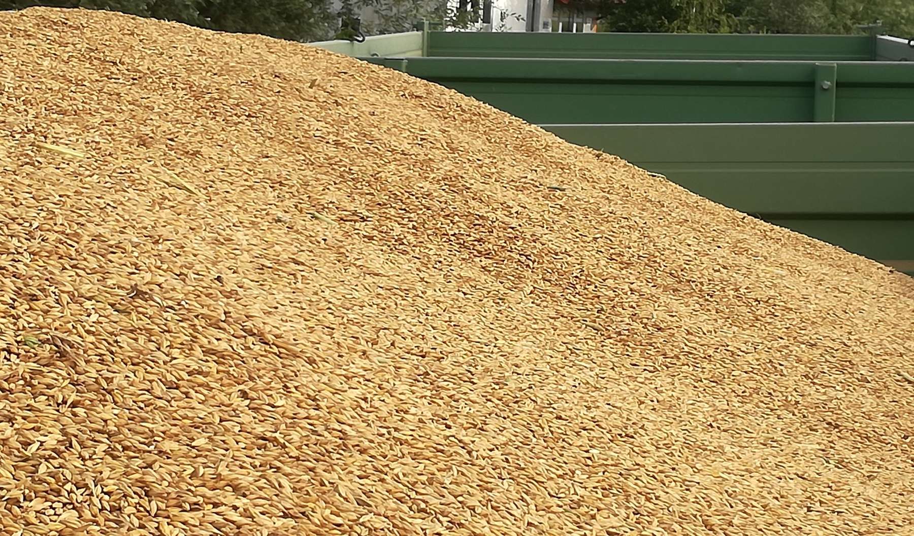 Wintergerste_Ernteware_Anhänger.jpg © BWSB/Wallner