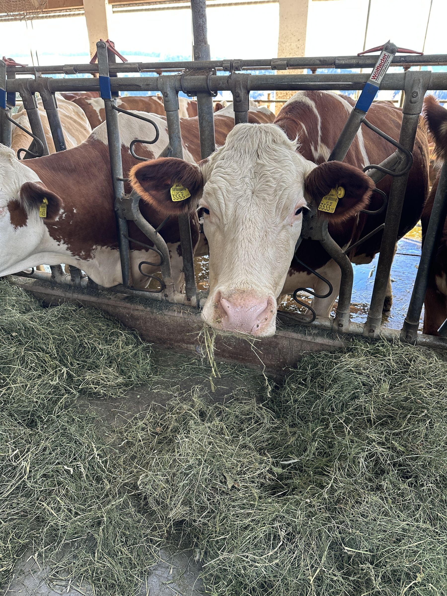 Standortdialog_Murtal (09).jpg