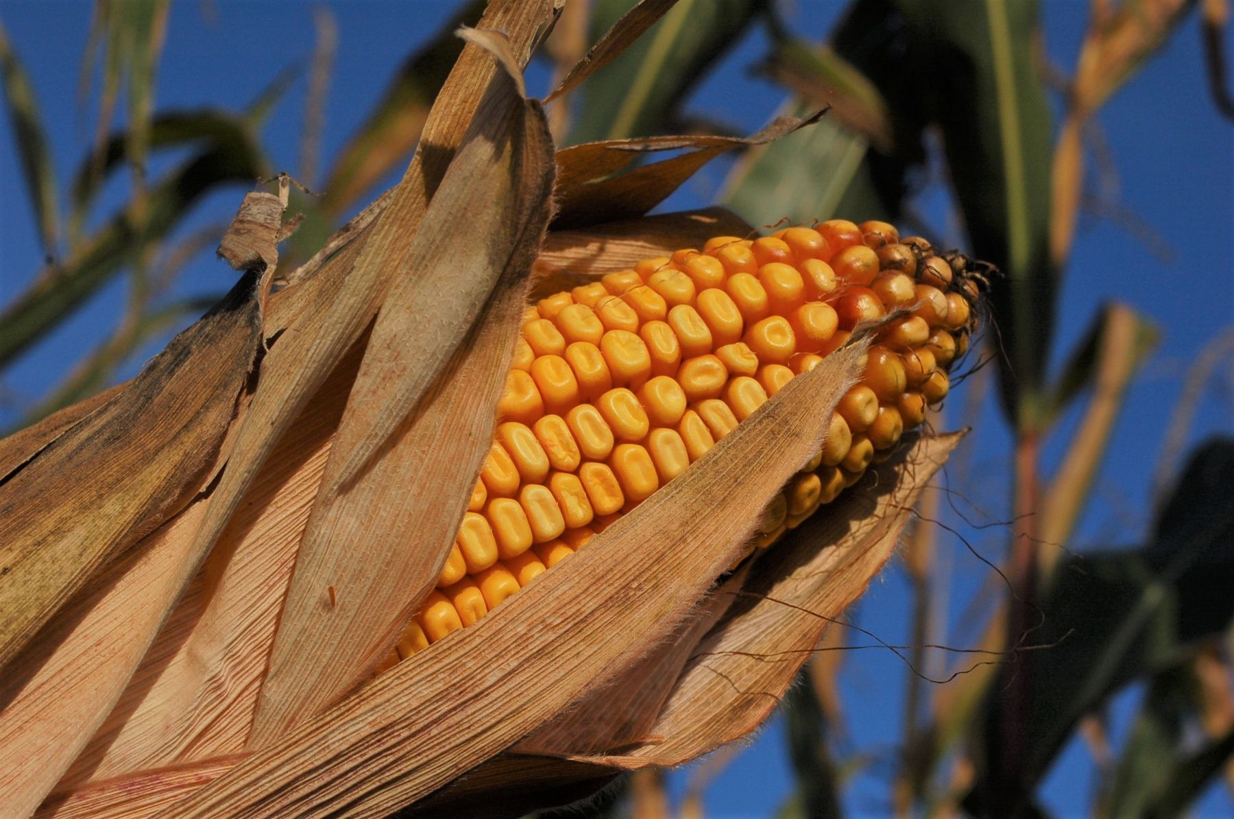 Maiskolben.jpg © Mag. DI Schally