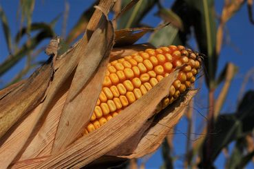 Maiskolben.jpg © Mag. DI Schally