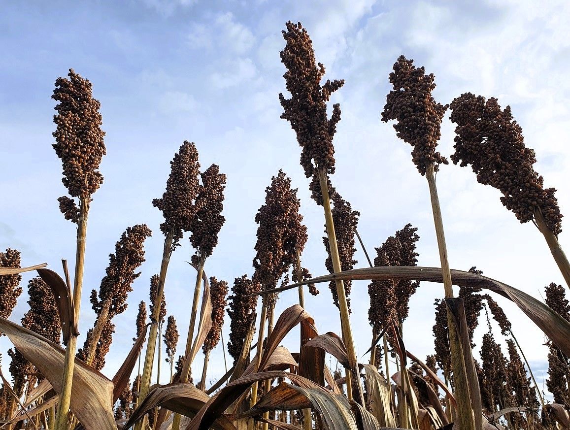 Sorghumhirse.jpg © Mag. DI Schally