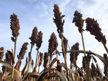 Sorghumhirse.jpg © Mag. DI Schally