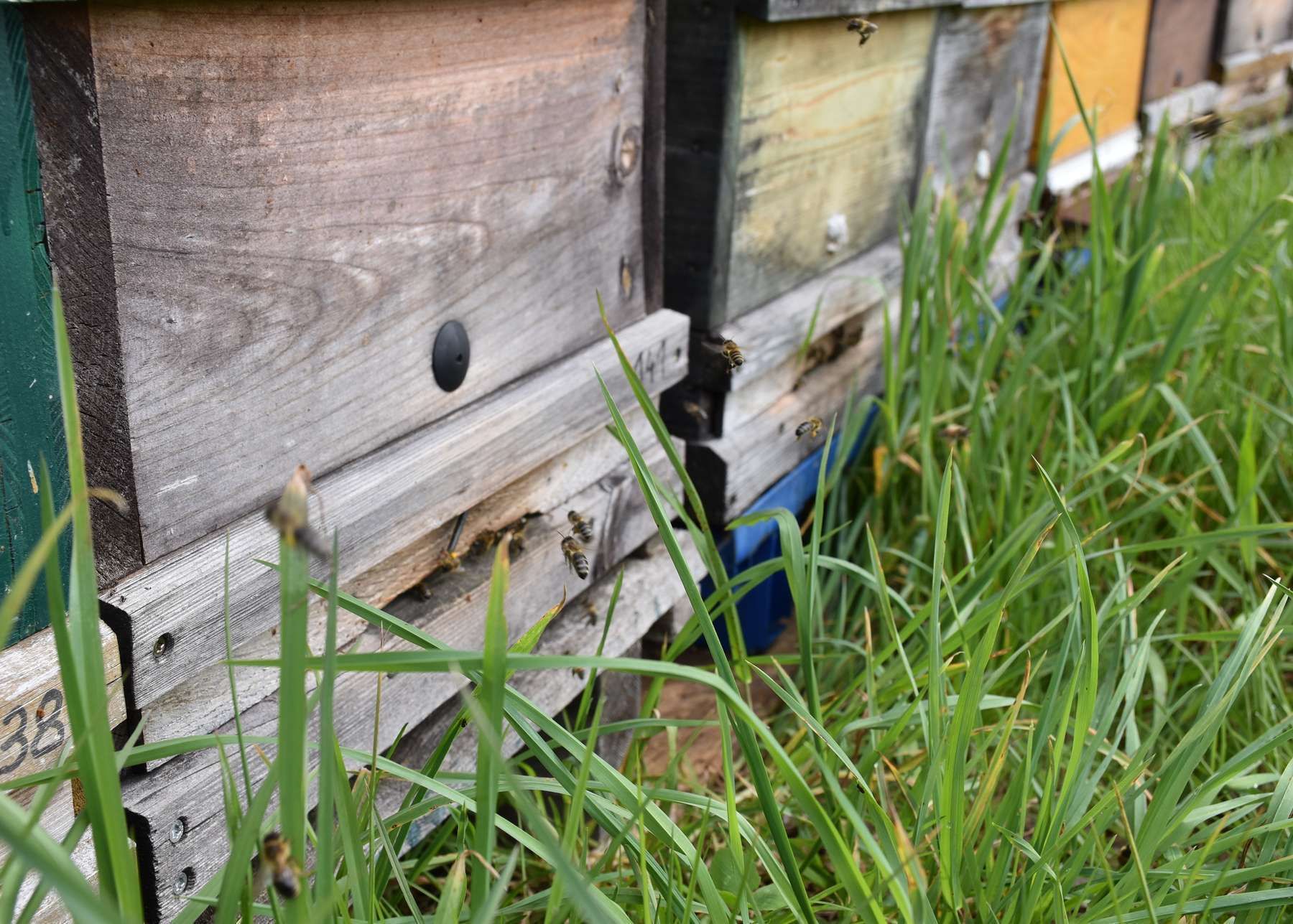 .jpg © Bienenzentrum OÖ