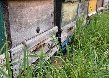 .jpg © Bienenzentrum OÖ