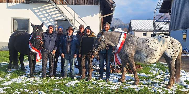 Leistungsprüfung der Norikerstuten.jpg © Oliver Marte