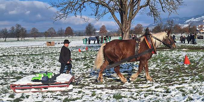 Leistungsprüfung der Norikerstuten.jpg © Oliver Marte
