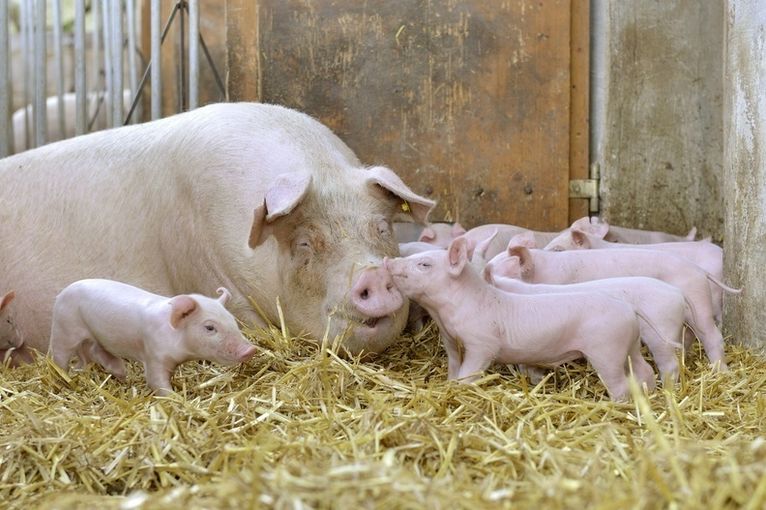 Pfl_Bio-Ausschuss_Bio Austria Sonja Fuchs.jpg © Bio Austria/Sonja Fuchs