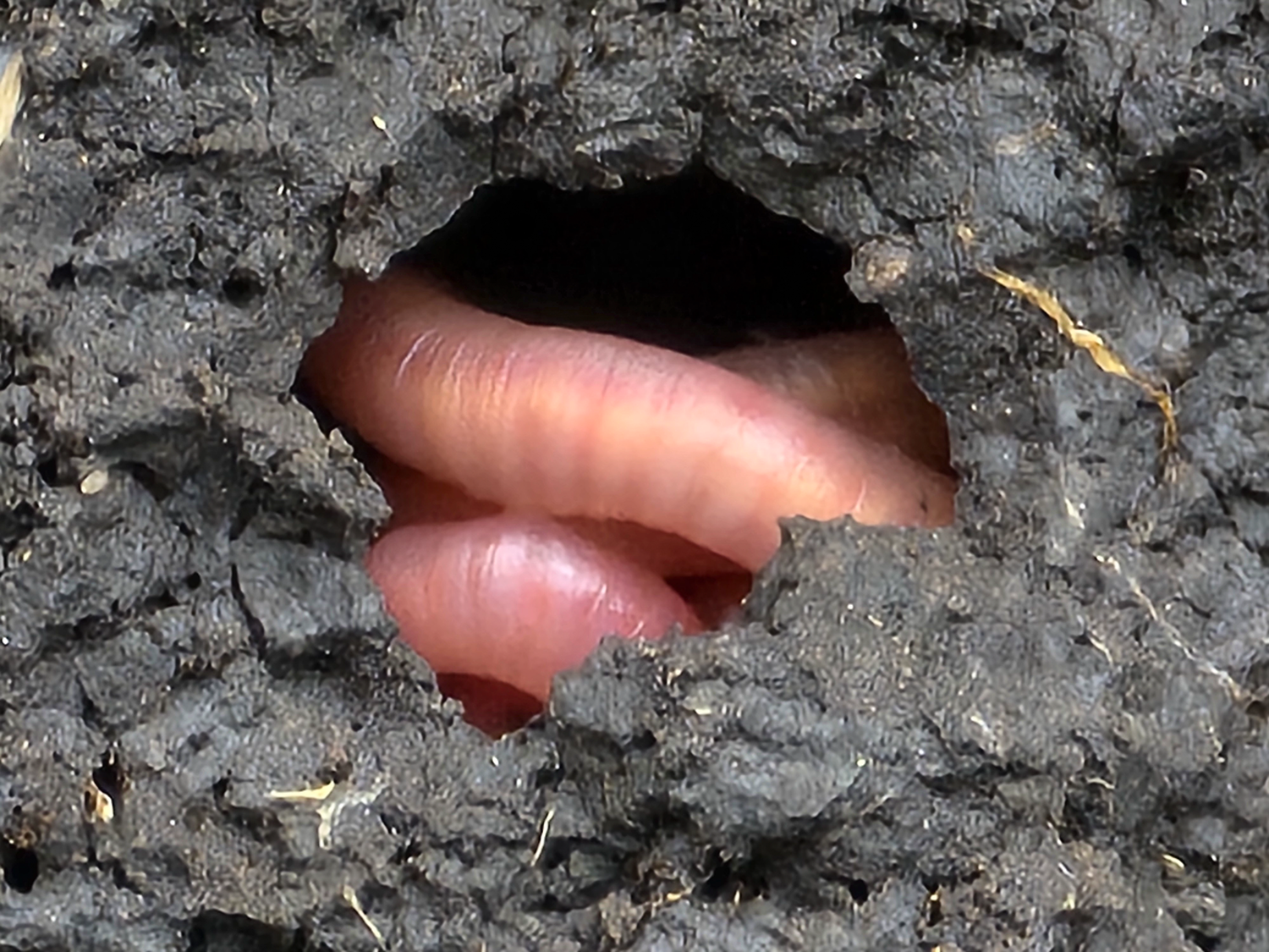 Regenwurm im Erdloch © Unterfrauner