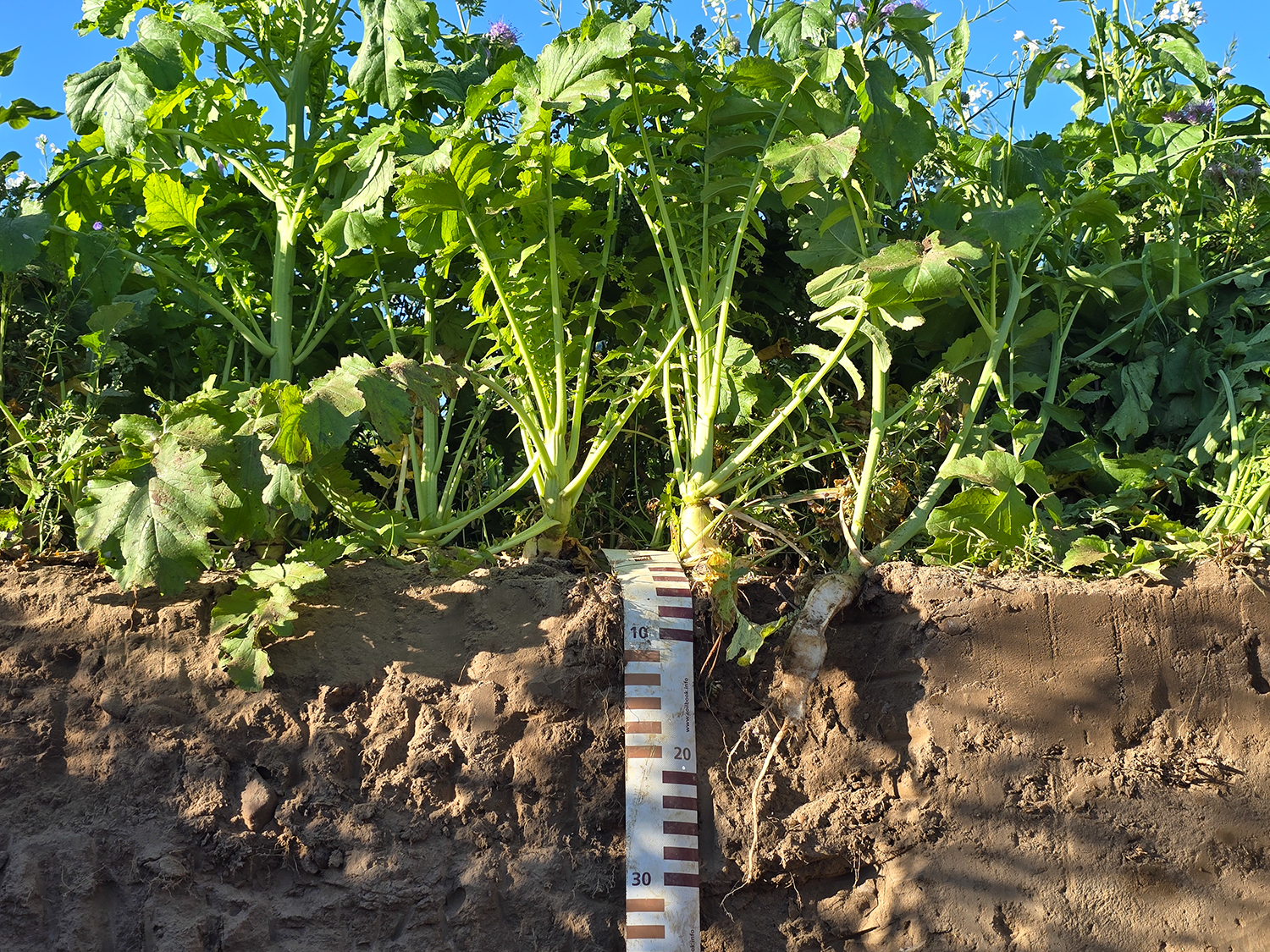 Überprüfung der Bodenbeschaffenheit in einem Gemüsebeet © Unterfrauner