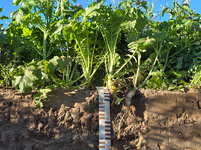 Überprüfung der Bodenbeschaffenheit in einem Gemüsebeet © Unterfrauner