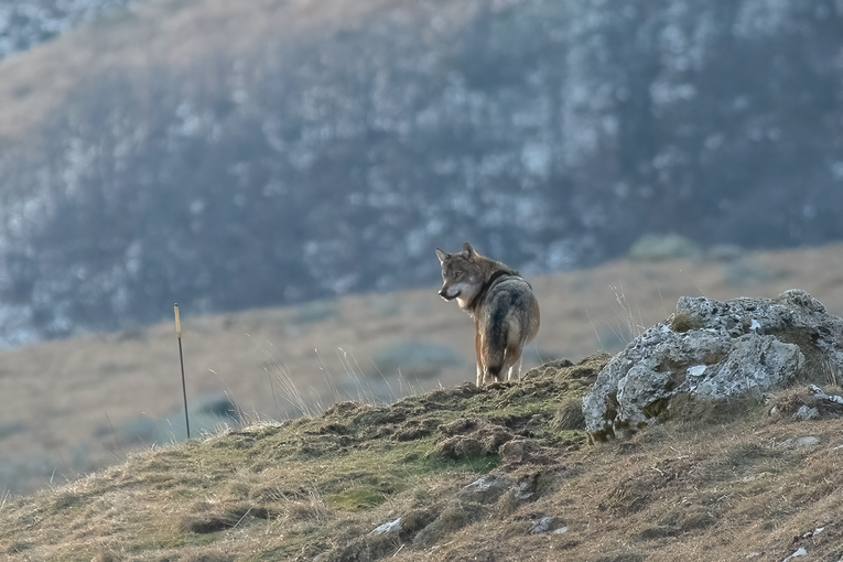 Ein Wolf steht auf einer Bergweide © Dario – stock.adobe.com
