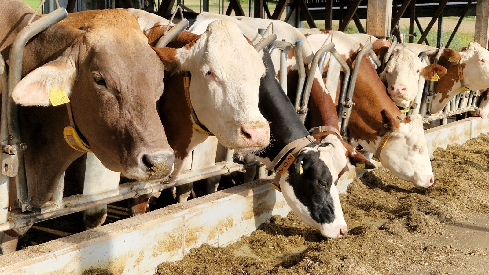 LfL Rückblick-c-Kalcher.jpg © LfL OÖ