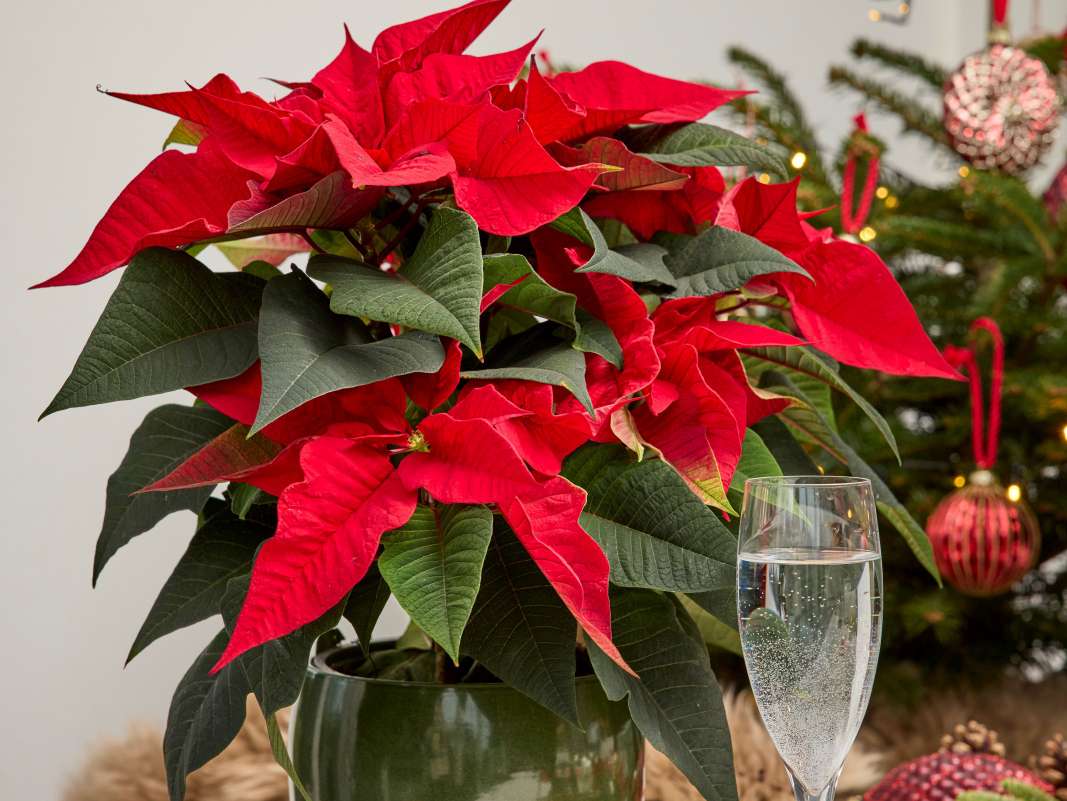 Gartentipp Weihnachtsstern_Stars for Europe.jpg © Stars for Europe