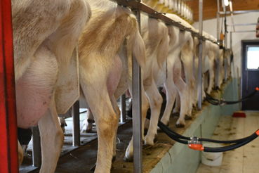 Foto Dauermelken.jpg © LK OÖ/Hebesberger