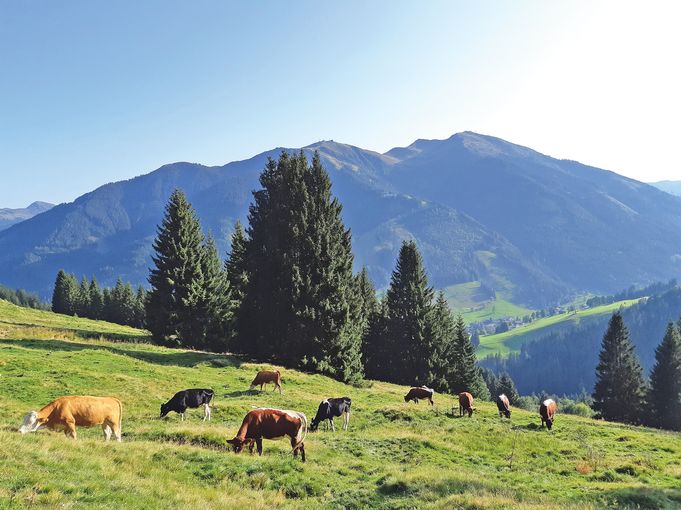 Wertschätzung für das Salzburger Almpersonal.jpg © Fürstauer-Reiter