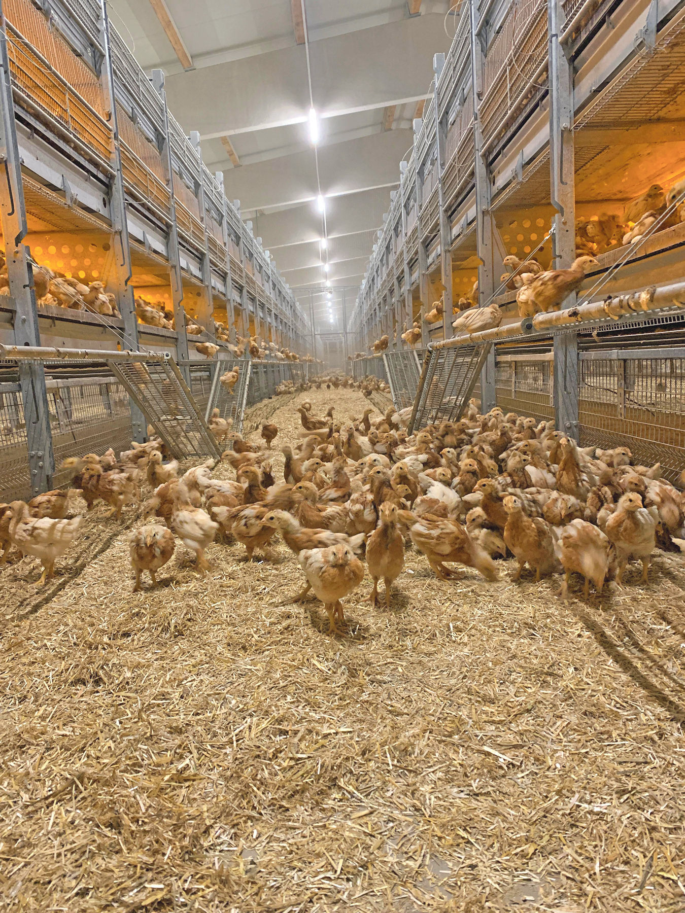Qualitätsaufzucht: Ein starker Start für Legehennen.jpg © Privat