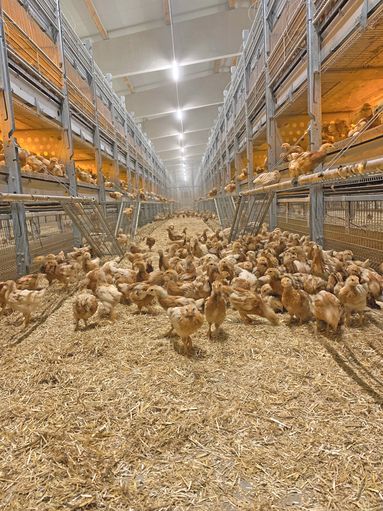 Qualitätsaufzucht: Ein starker Start für Legehennen.jpg © Privat