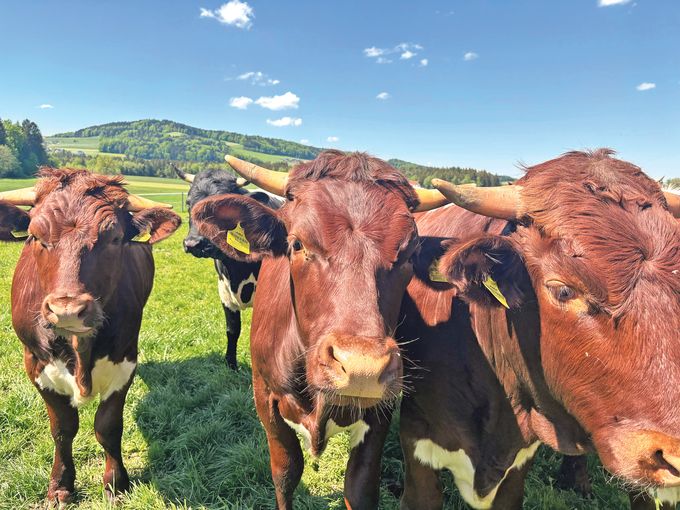 Qualitätsaufzucht: Ein starker Start für Legehennen.jpg © Privat