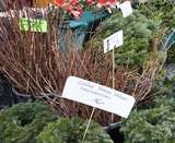 sb49_mt_barbzweige.jpg © Dürnberger