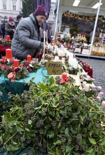 sb49_mt_efeu.jpg © Dürnberger