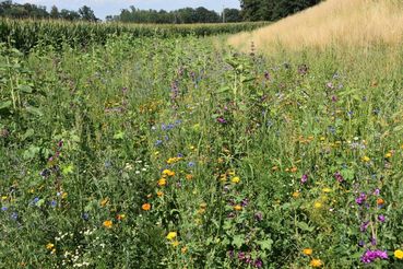 .jpg © LK OÖ/Köppl