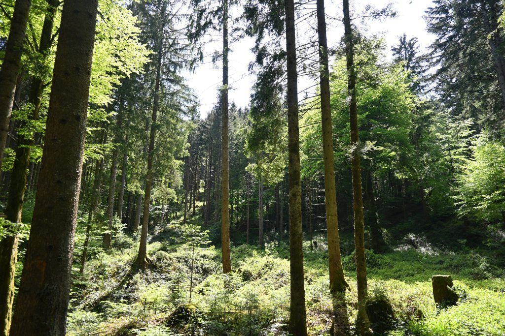 Wald Naturverjüngung LK OÖ_klein.jpg © Landwirtschaftskammer OÖ