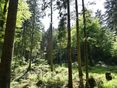 Wald Naturverjüngung LK OÖ_klein © Landwirtschaftskammer OÖ