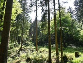 Wald Naturverjüngung LK OÖ_klein © Landwirtschaftskammer OÖ