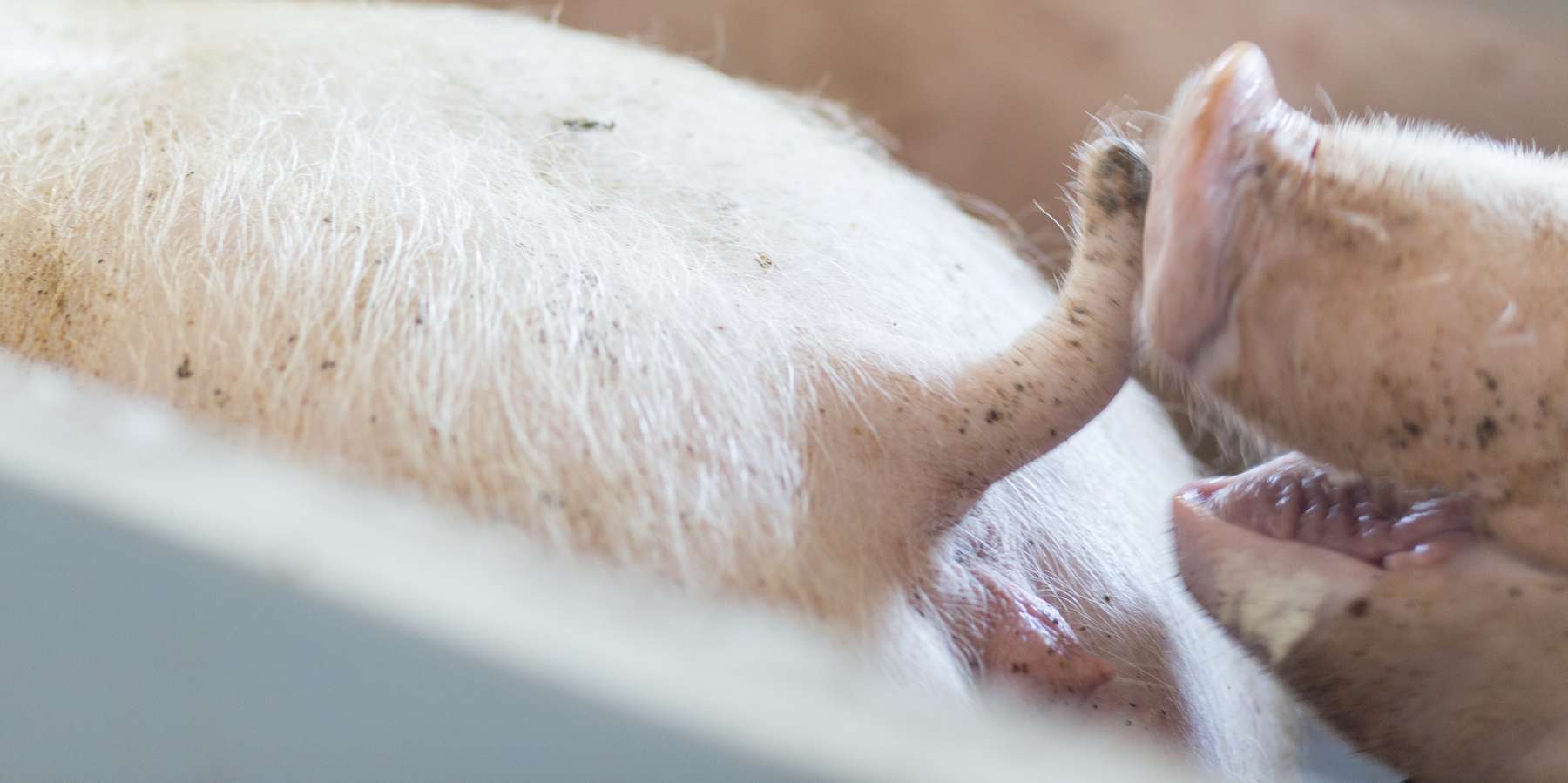 Schwein beim Schwanzbeißen © FRAUKOEPPL