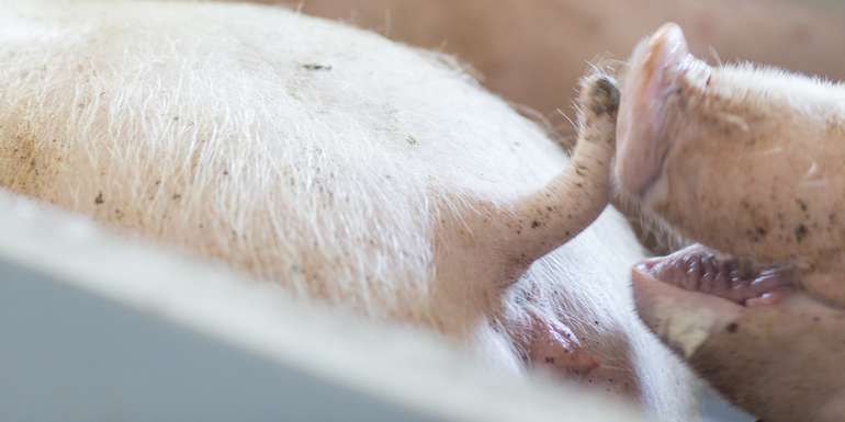 Schwein beim Schwanzbeißen © FRAUKOEPPL