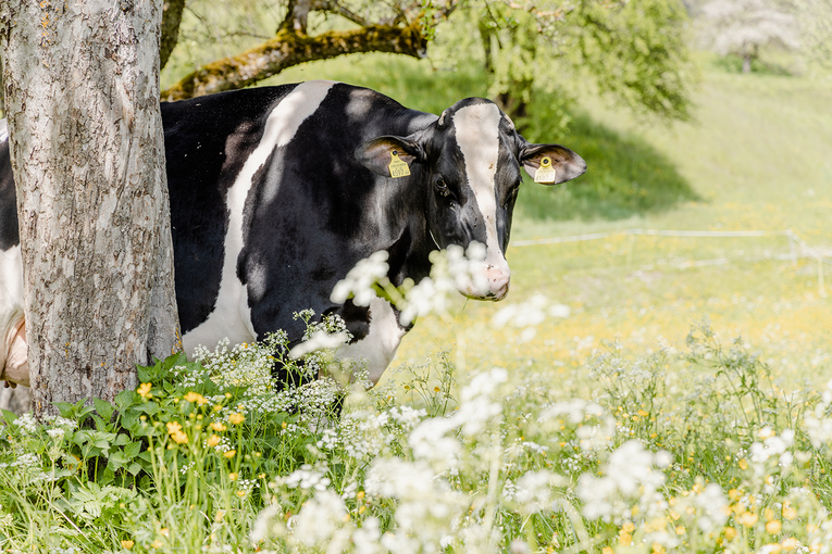Holstein Kuh auf der Weide © Michaela Kölle