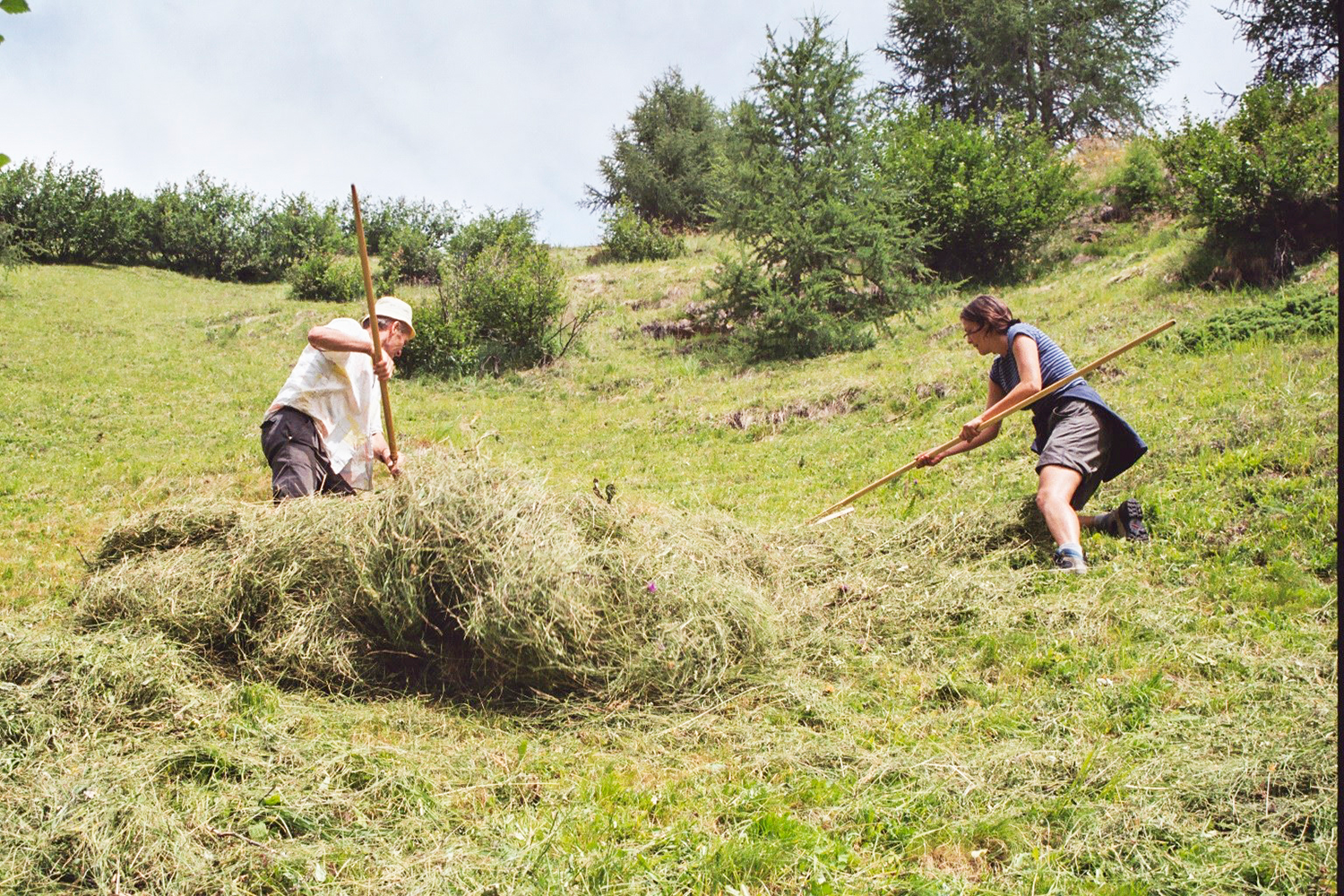 Mann und Frau beim Heuen im Steilhang © LK Tirol