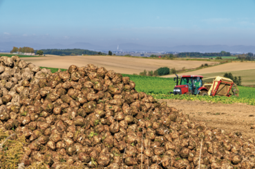 Zuckerrüben.jpg © AdobeStock_540900316