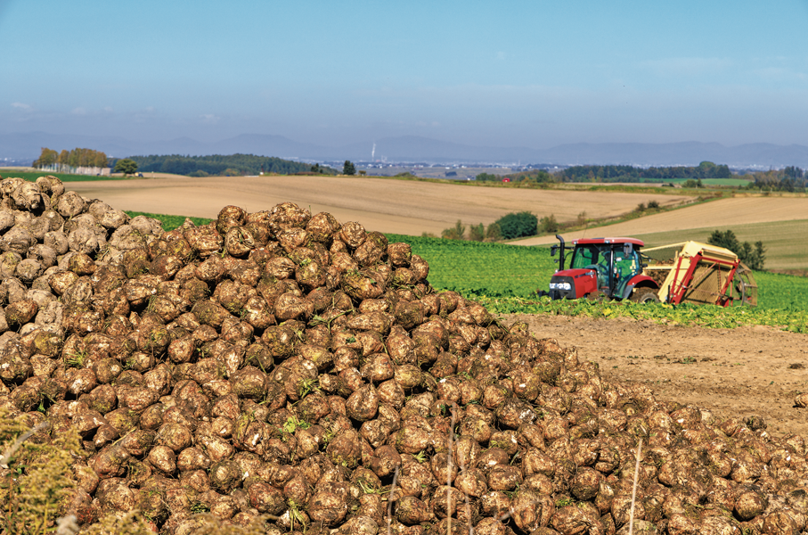 Zuckerrüben.jpg © AdobeStock_540900316