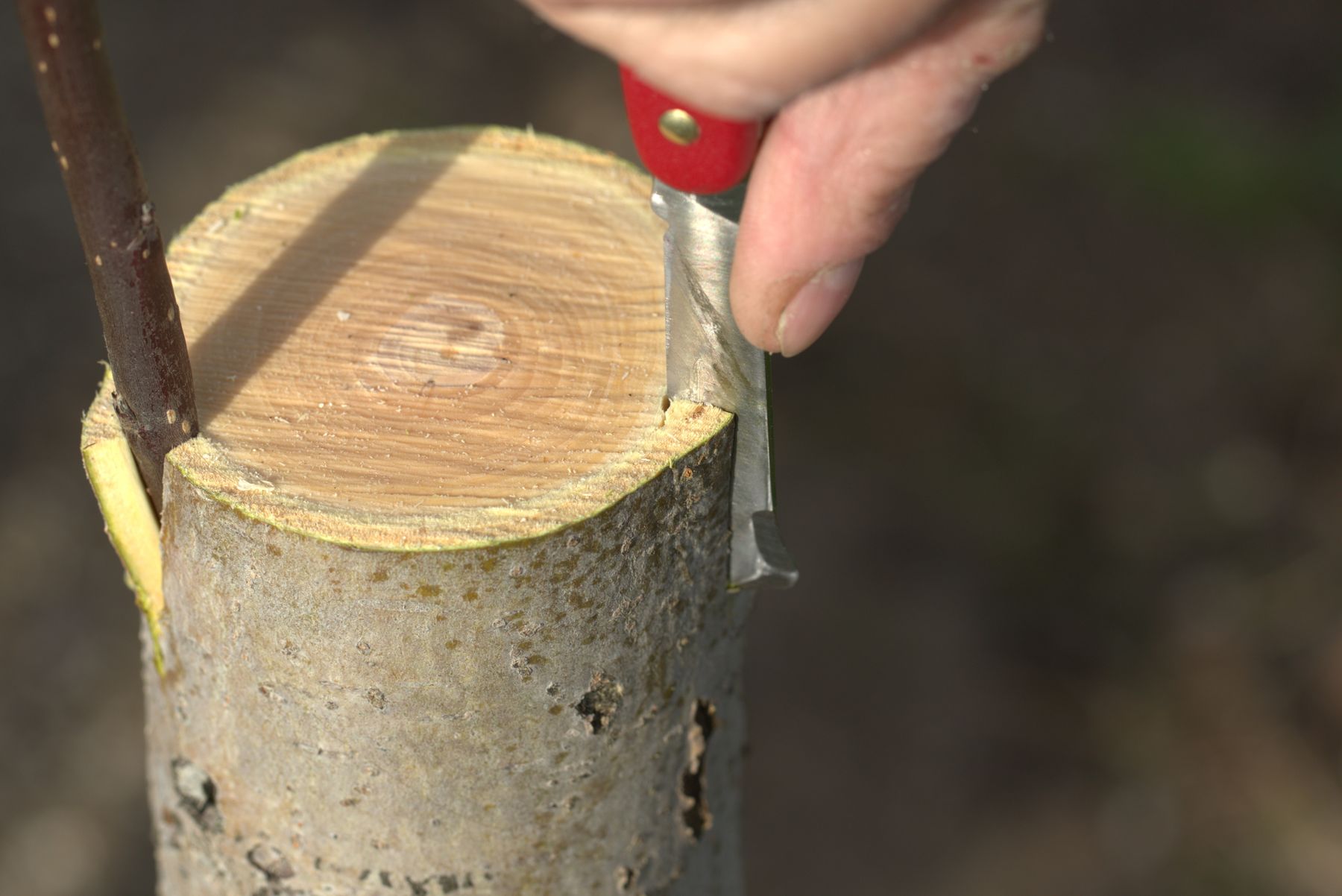 Umveredelung.jpg © LK Steiermark