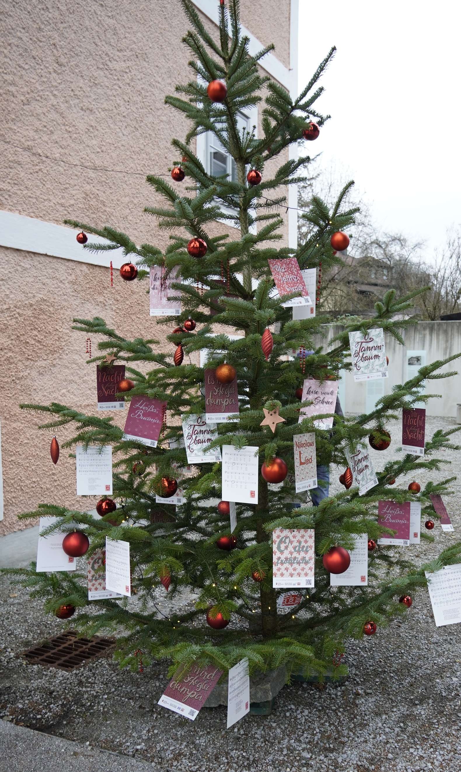 Mt_baum.jpg © Dürnberger