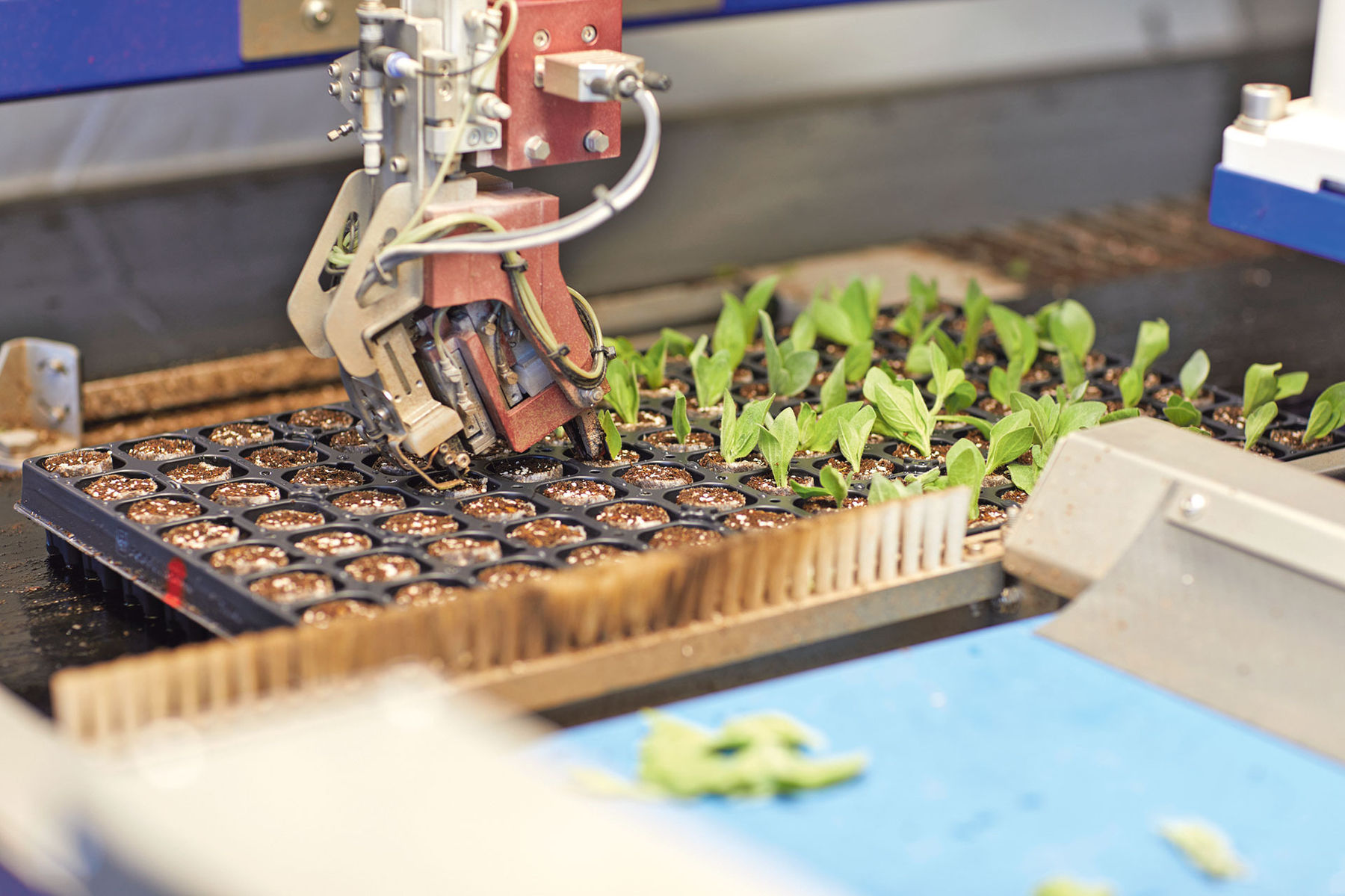 Weihnachten beginnt bereits im Frühsommer.jpg © Gastager