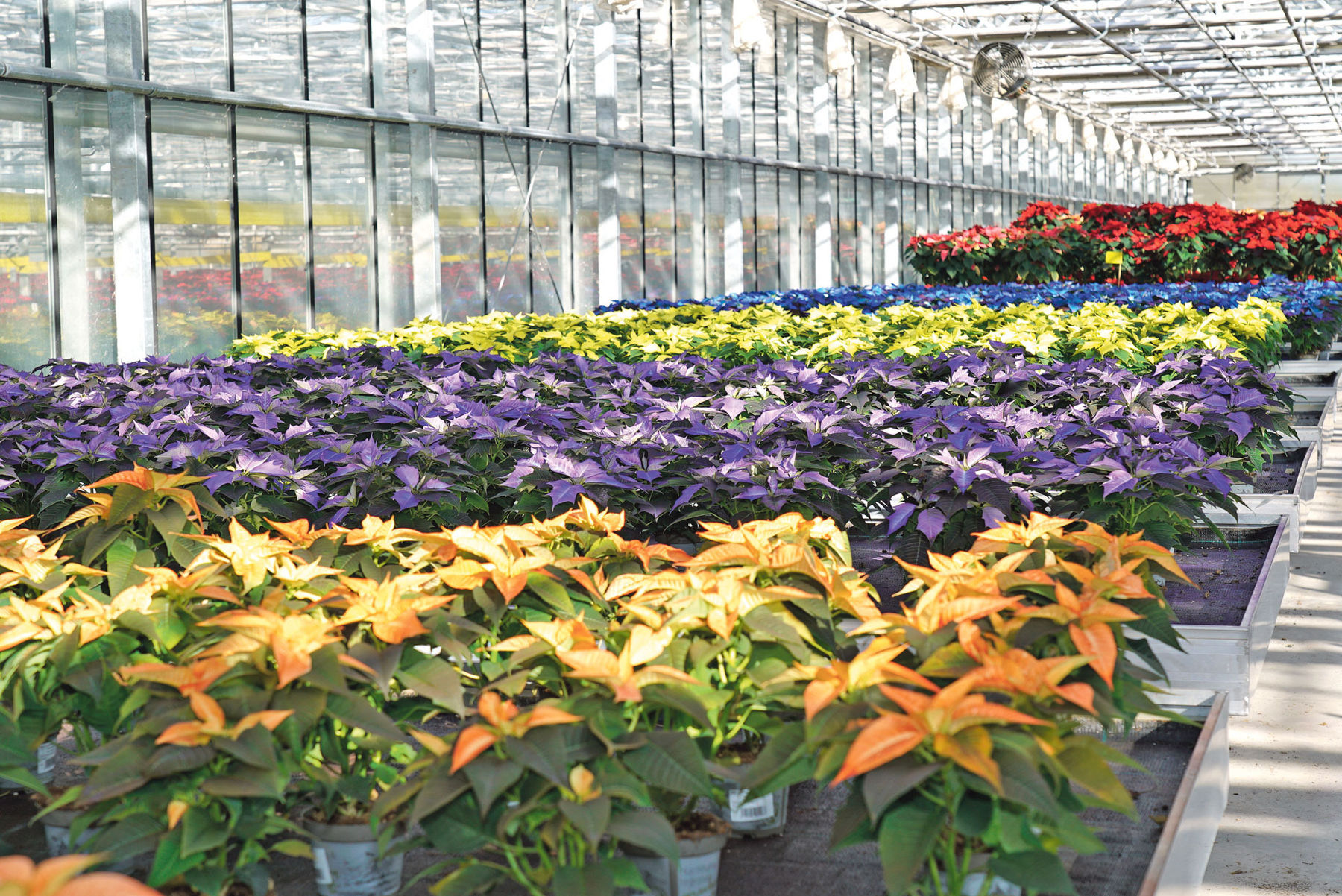 Weihnachten beginnt bereits im Frühsommer.jpg © Hatheier