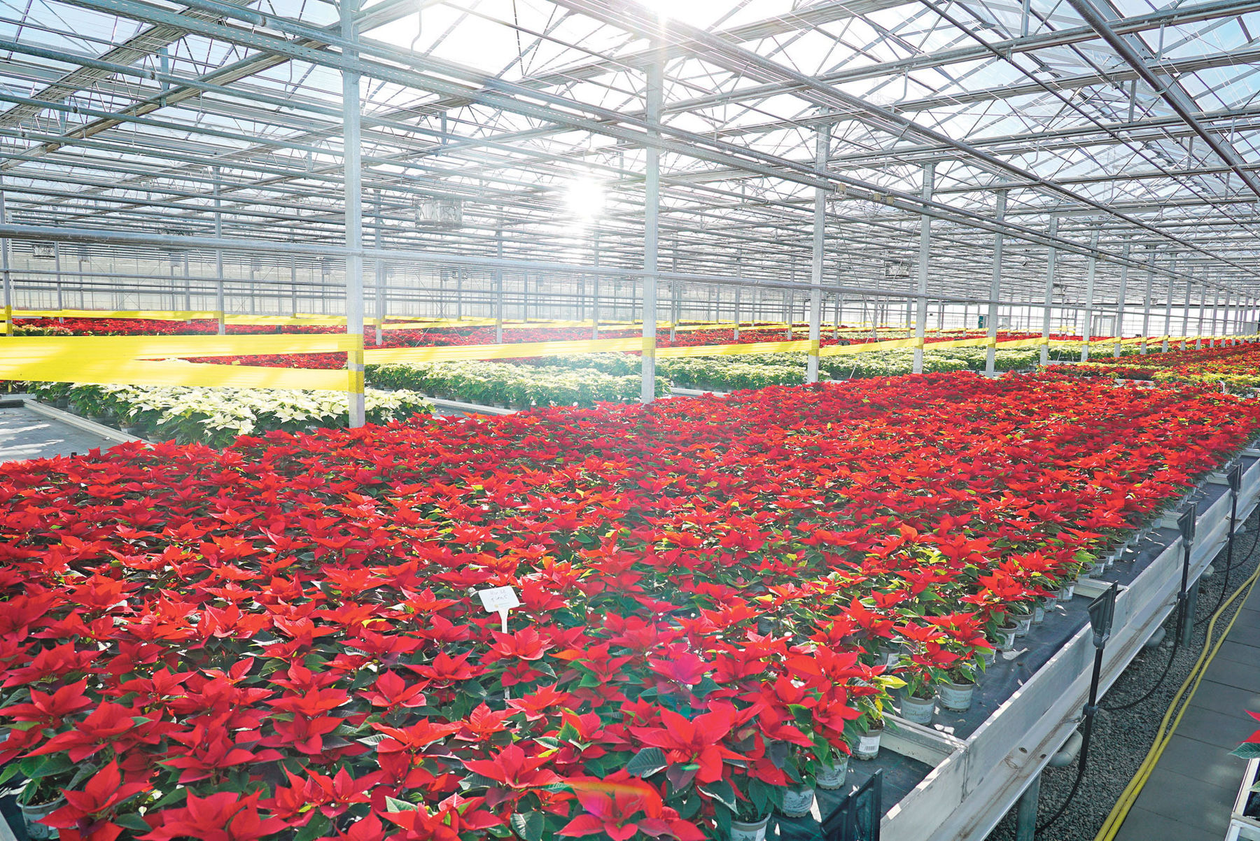 Weihnachten beginnt bereits im Frühsommer.jpg © Hatheier