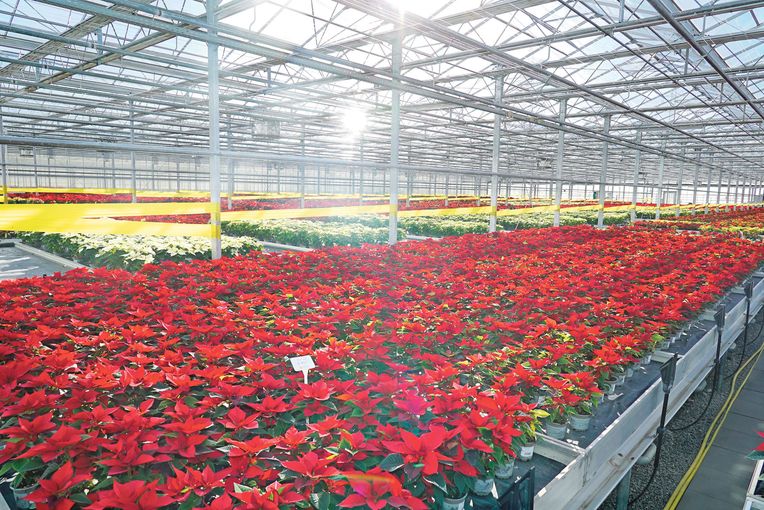 Weihnachten beginnt bereits im Frühsommer.jpg © Hatheier