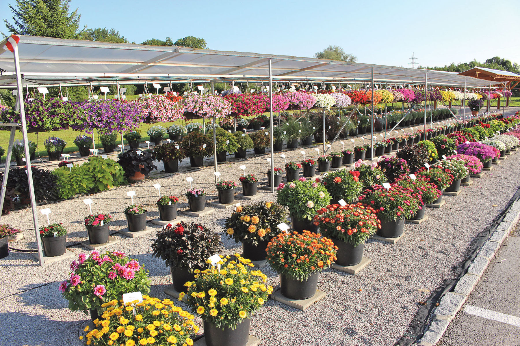 Weihnachten beginnt bereits im Frühsommer.jpg © Gastager