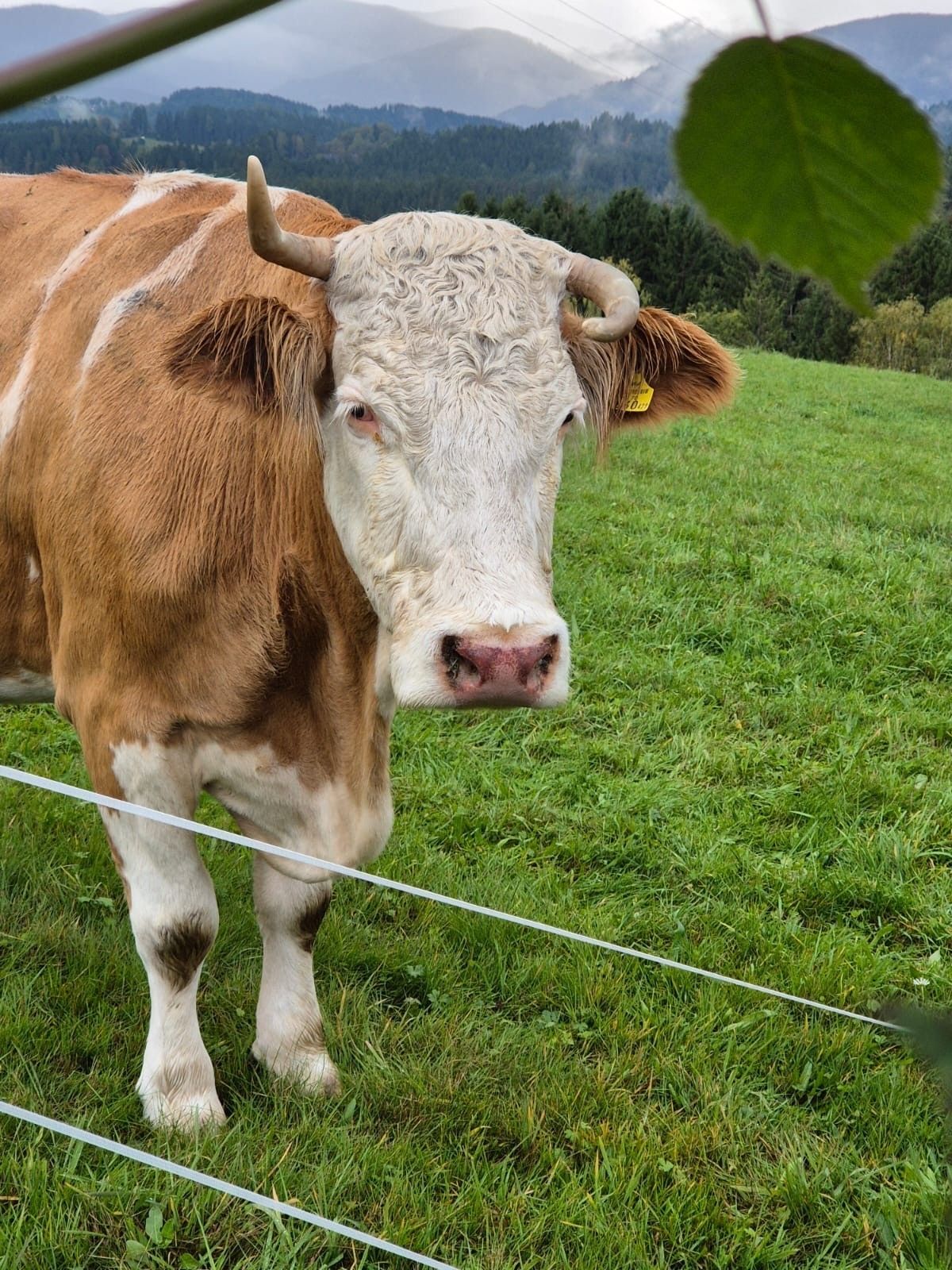 Blauzunge Kuh@urgstaller.jpg © Burgstaller