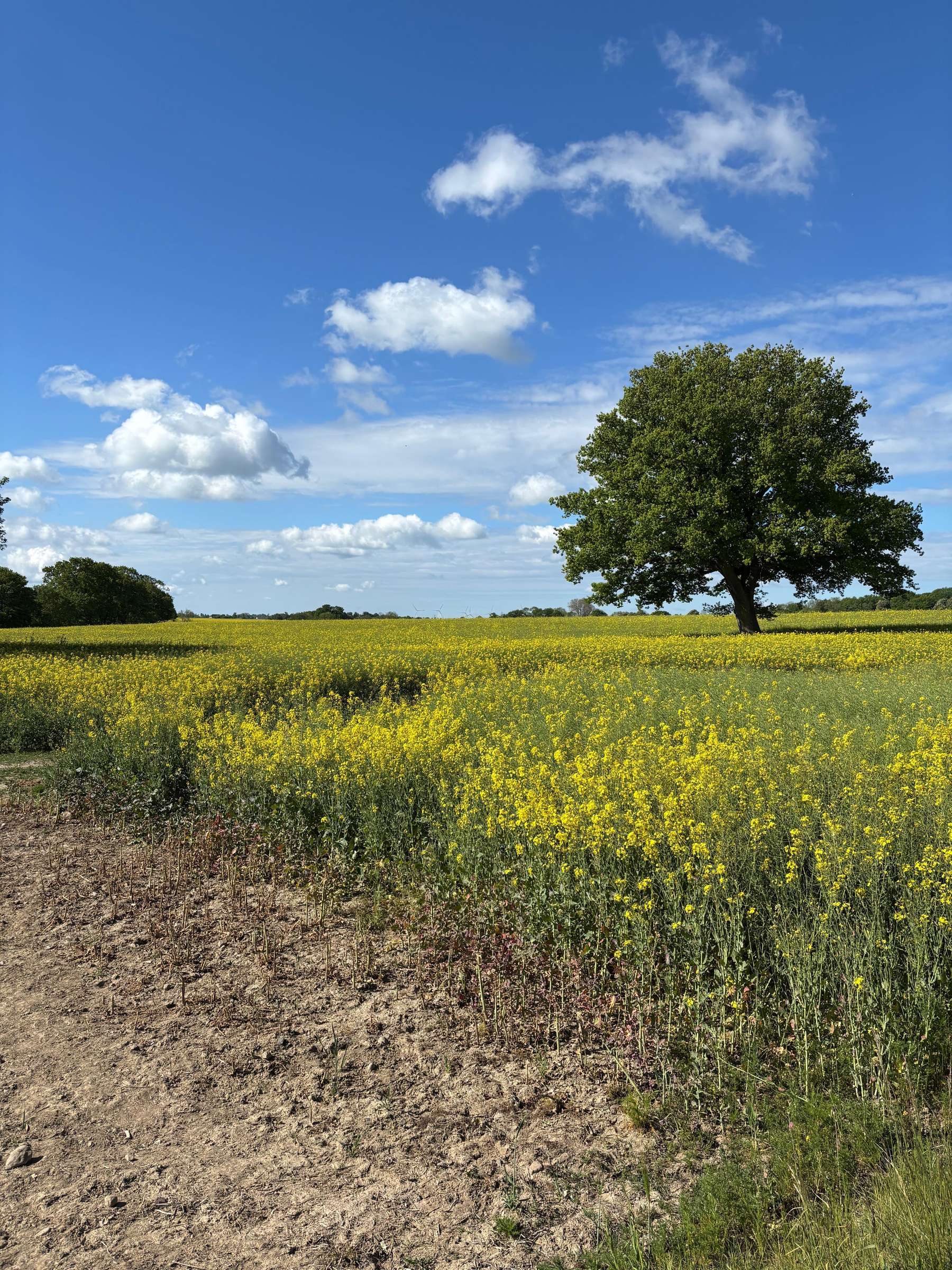 Rapsfeld.jpg © Gruber/LKÖ