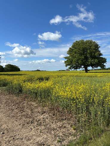 Rapsfeld.jpg © Gruber/LKÖ