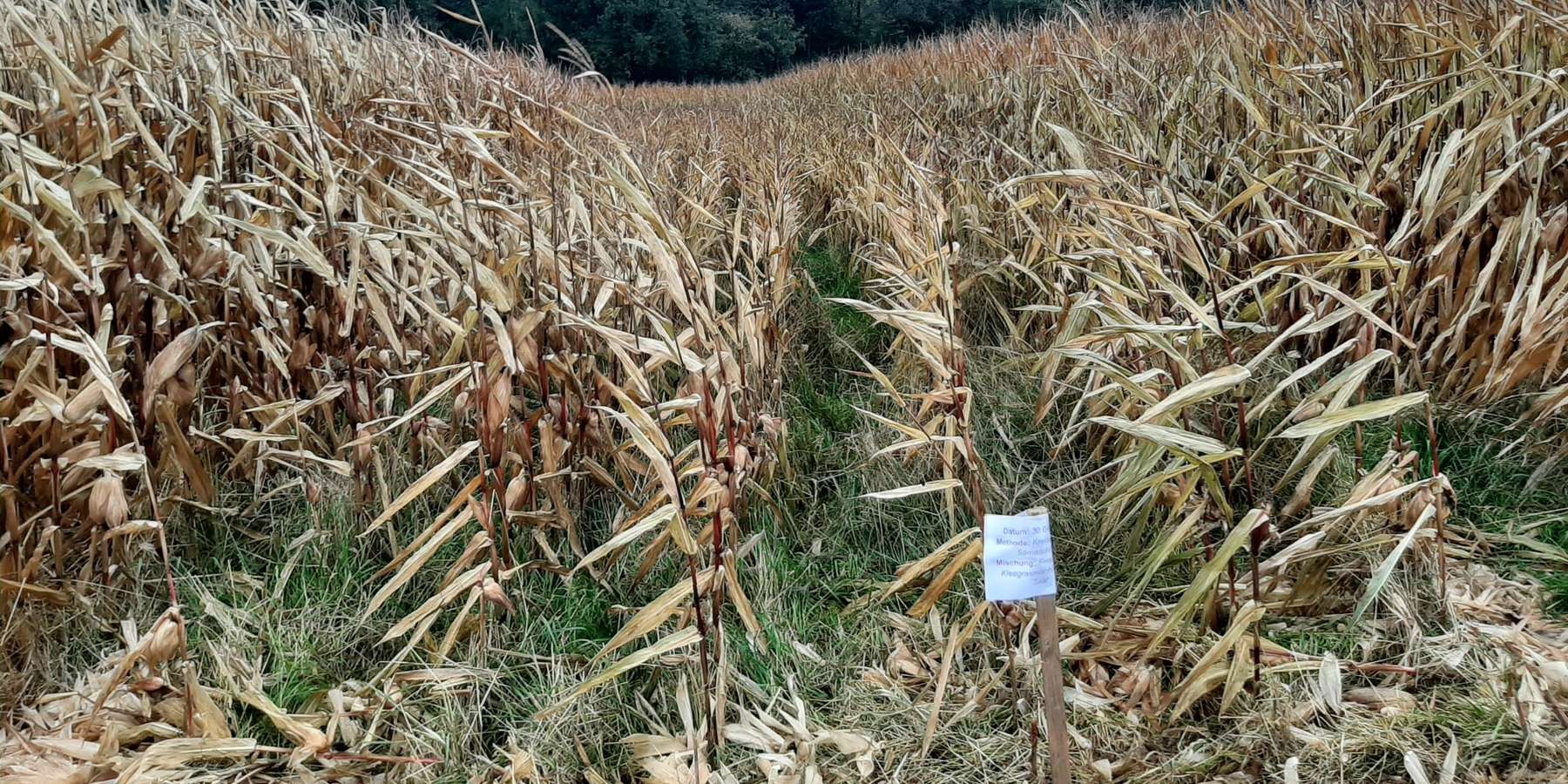 Kleegrasmischung früh angelegt.jpg © BWSB/Schütz