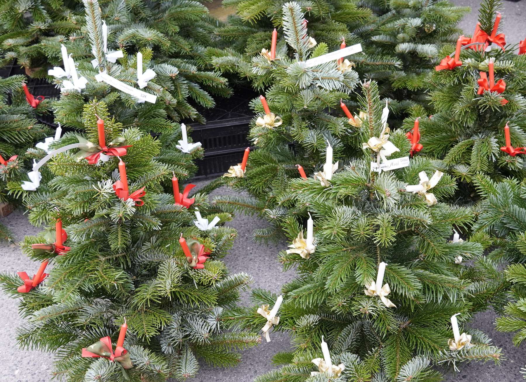 sb51_mt_baum.jpg © Dürnberger