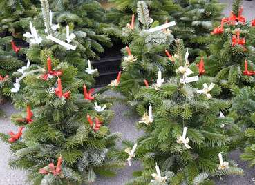 sb51_mt_baum.jpg © Dürnberger