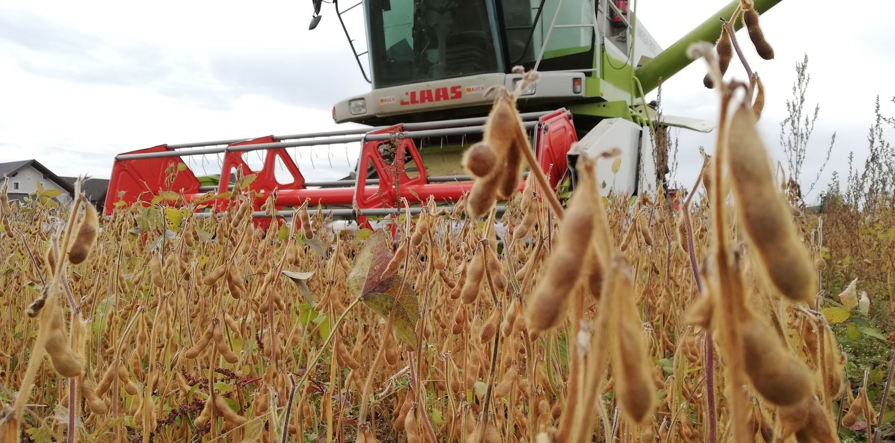 Sojaernte.jpg © LK OÖ/Feitzlmayr