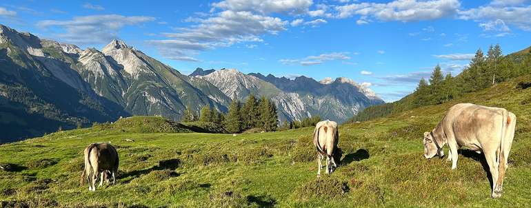 Rinder auf der Alm © Klimmer