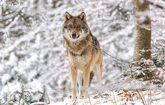 wolf_AdobeStock_478977381 © Annabell Gsödl – stock.adobe.com